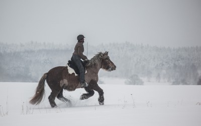 Camilla & Safir i galopp utan tyglar eller halsring. 25 jan 2015.