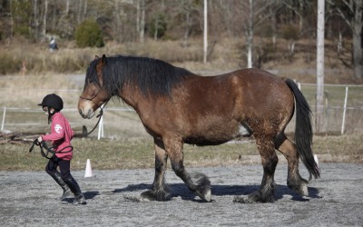 ovanligt hästläger1 april 2012